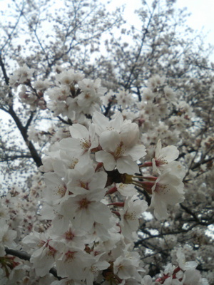 桜・さくら・サクラ